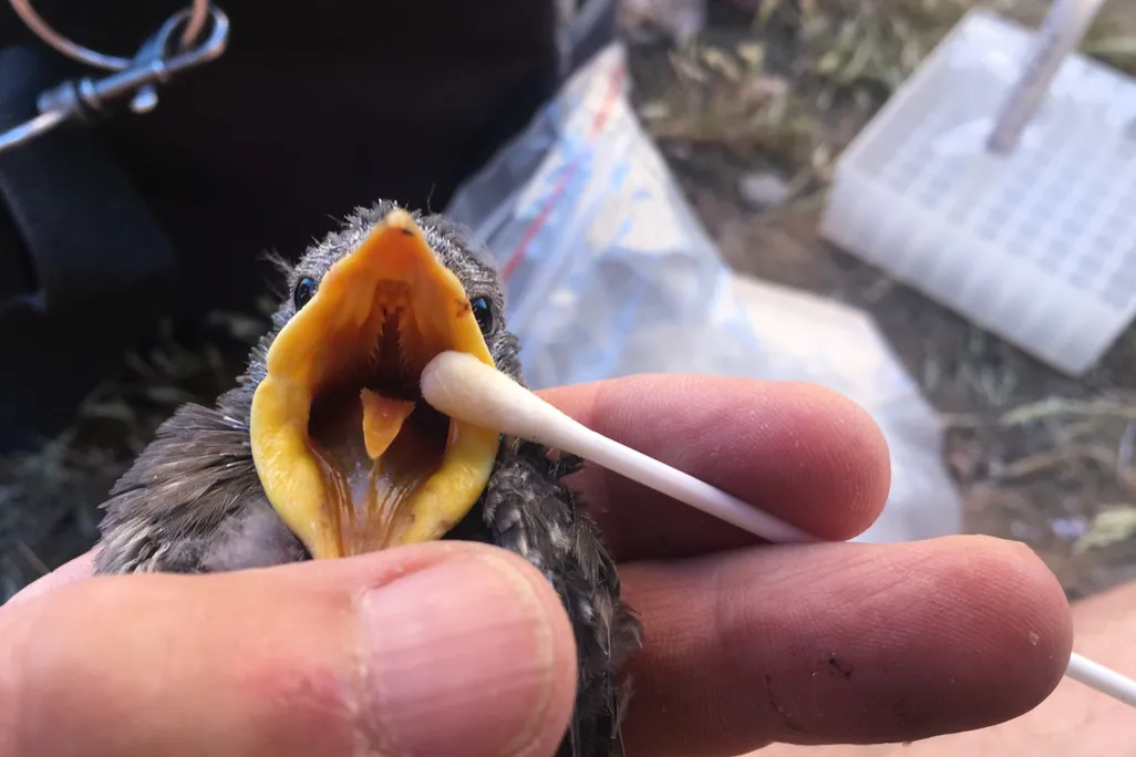 Starling chick with open mouth and a cotton swab with yellowish oil