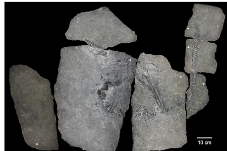 Paleontologists discovered Oda's remarkably intact fossilized skeleton in Svalbard in 2008.