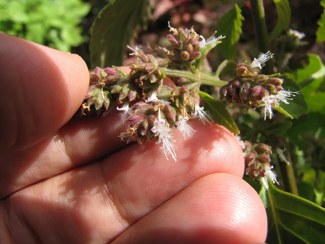 Patchouli plant