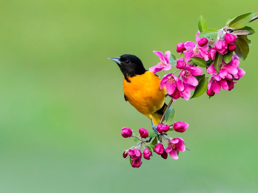 Levere fænomen Snavs Bird Migrations, Floral Blooms and Other Natural Phenomena Cause Seasonal  Spikes in Wikipedia Searches | Smart News | Smithsonian Magazine