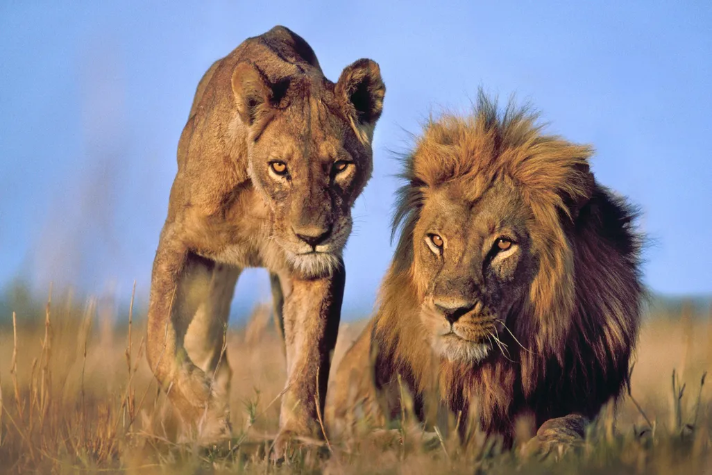 two lions