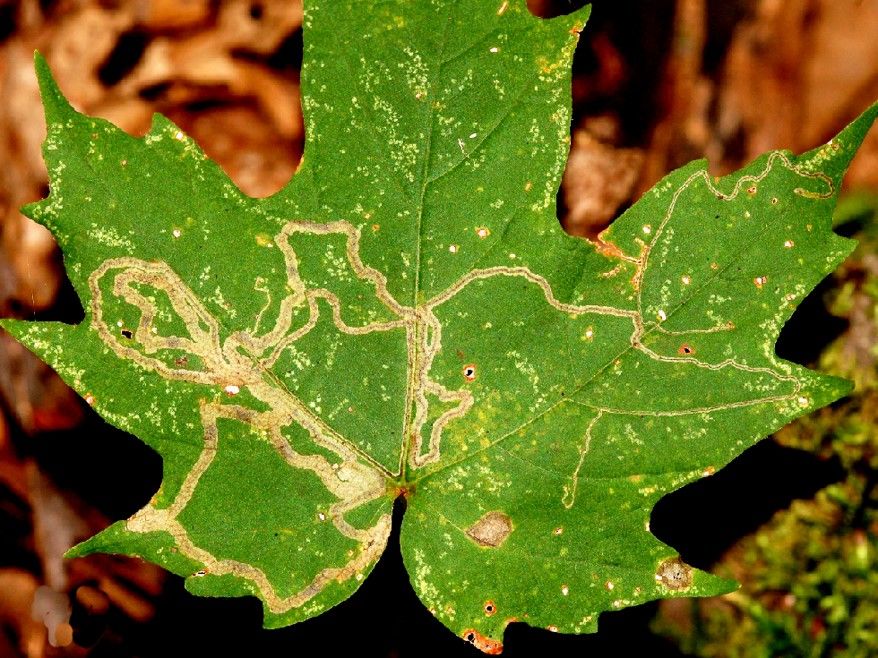 Green maple leaf covered with tan trail lines