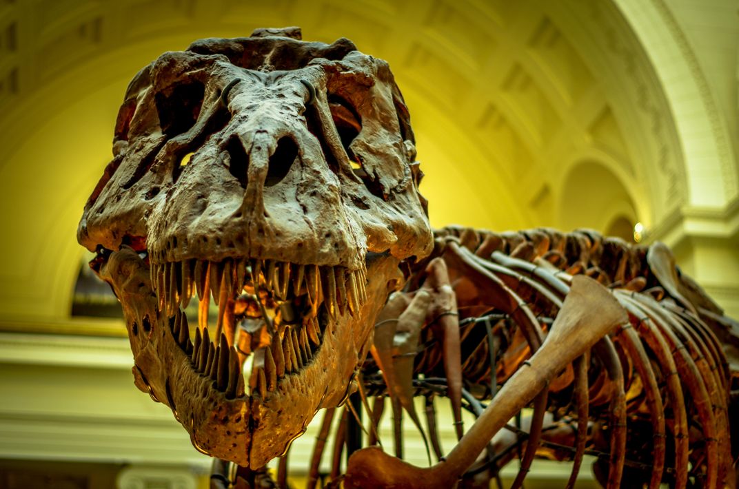 Om Nom Nom: T. Rex Was, Indeed, A Voracious Hunter : NPR