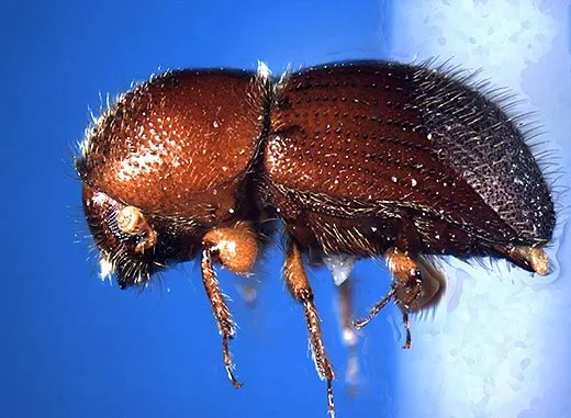 Granulate ambrosia beetle