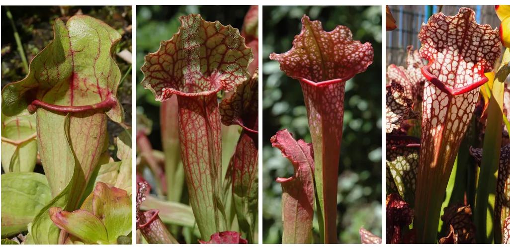 Collage of four species of pitcher plants