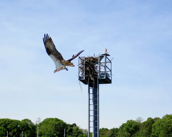 Female osprey in flight. thumbnail
