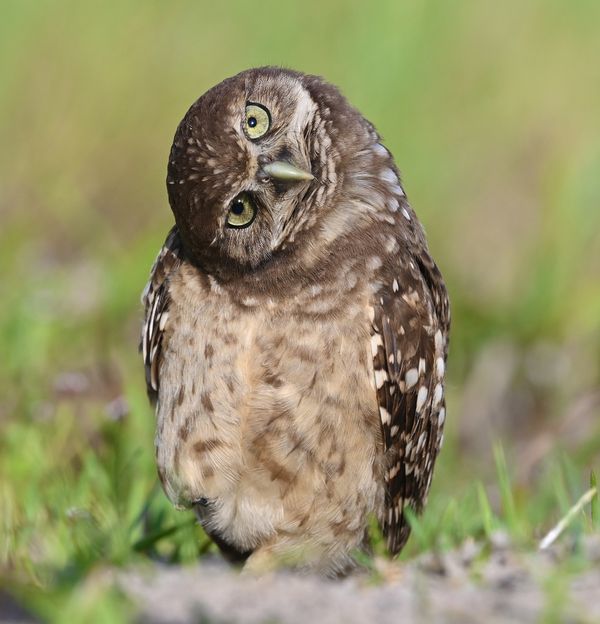 A burrowing owl in Marco Island Florida thumbnail