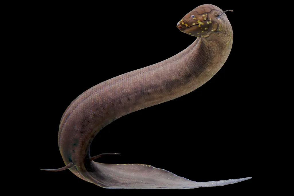 an eel-like fish against a black background