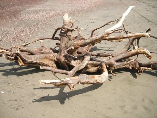 Drift wood washed up onto the beach. thumbnail