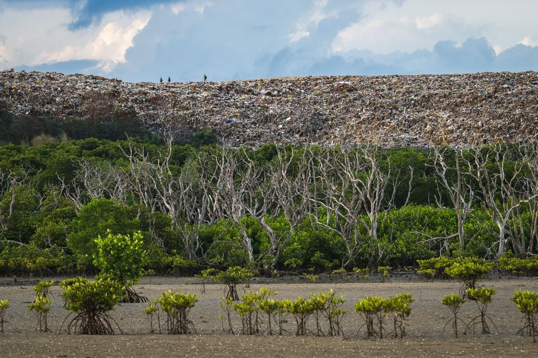very short mangrove trees in front of a mountain of trash