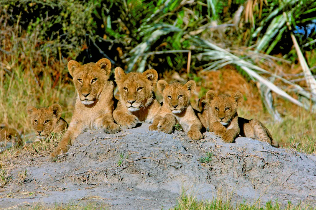 Four lion cubs look like they are posing