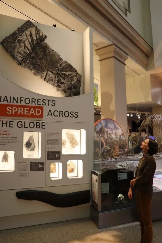 Hillary Cochard looking up at a gray rock with a fossil of a palm leaf hanging on a white wall in the new "David H. Koch Hall of Fossils - Deep Time" at the Smithsonian's National Museum of Natural History.