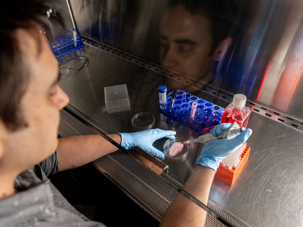 Scientist Growing Tissue In Shape of Ear Using Apple Scaffold