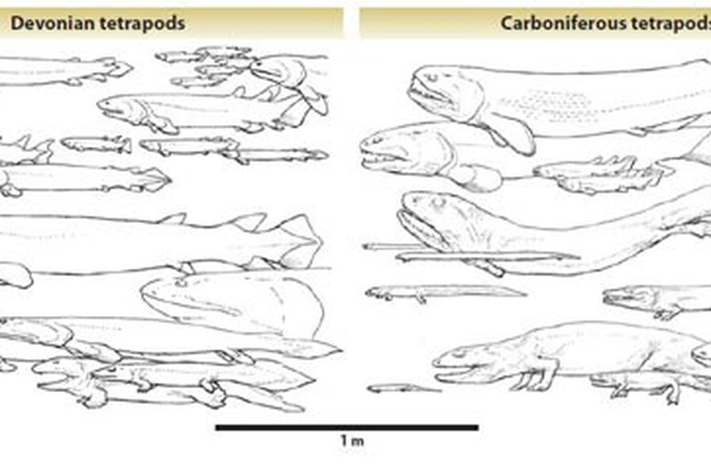 20110520083114tetrapoddiversity.jpg