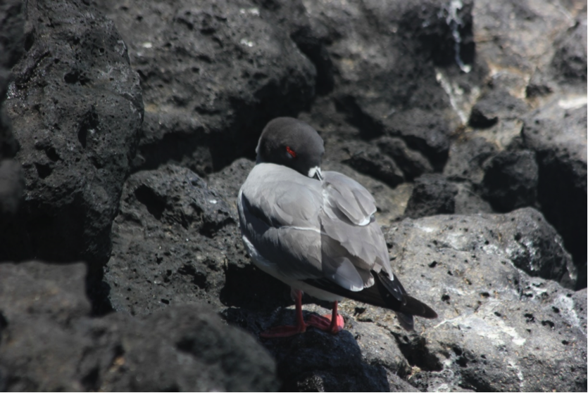 A nocturnal Swallow-tailed Gull sneaks in an afternoon nap, purposefully placing its beak atop its back and under its feathers to rest its neck and stay warm. 