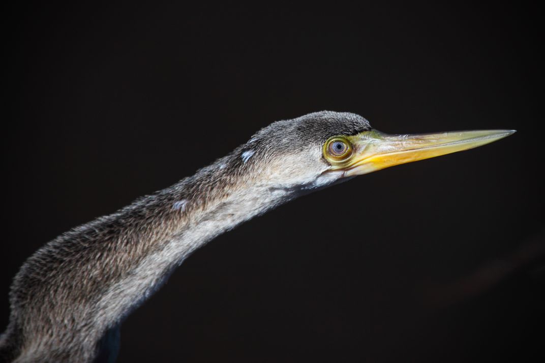 Anhinga in Profile | Smithsonian Photo Contest | Smithsonian Magazine