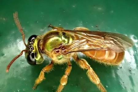 1_sweat bee 1_Carmelo Lopez.jpg