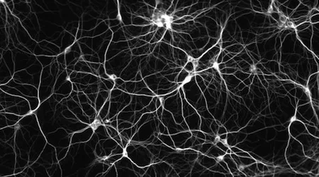 When neurons misfire: Those who can remember what they ate for lunch on a day ten years ago can be fooled by tests that distort memories.
