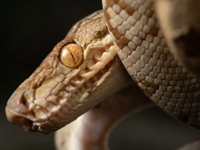 The&nbsp;Amazon tree boa (Corallus hortulana) is not a new species, but it&#39;s one of the reptiles documented on a 2022 expedition to the Alto Mayo region of Peru.