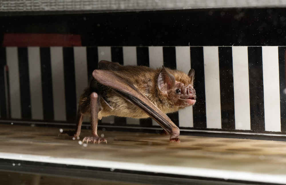 Vampire bat walking on a treadmill
