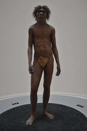 A reconstruction of Homo erectus, the first hominid to reach a modern height.