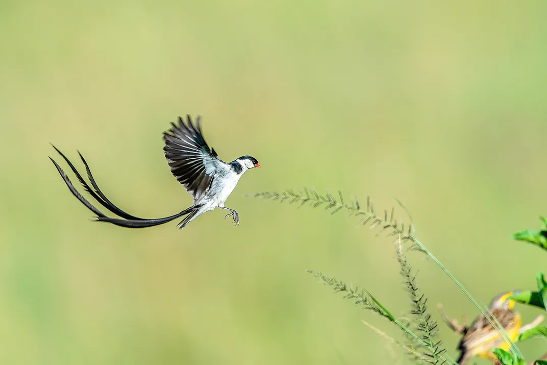 Thepin-tailed whydah