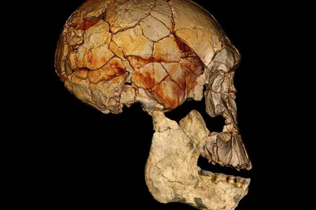 The 1972 Homo rudolfensis skull is combined in this composite image with one of the lower jaws found at Koobi Fora, Kenya.