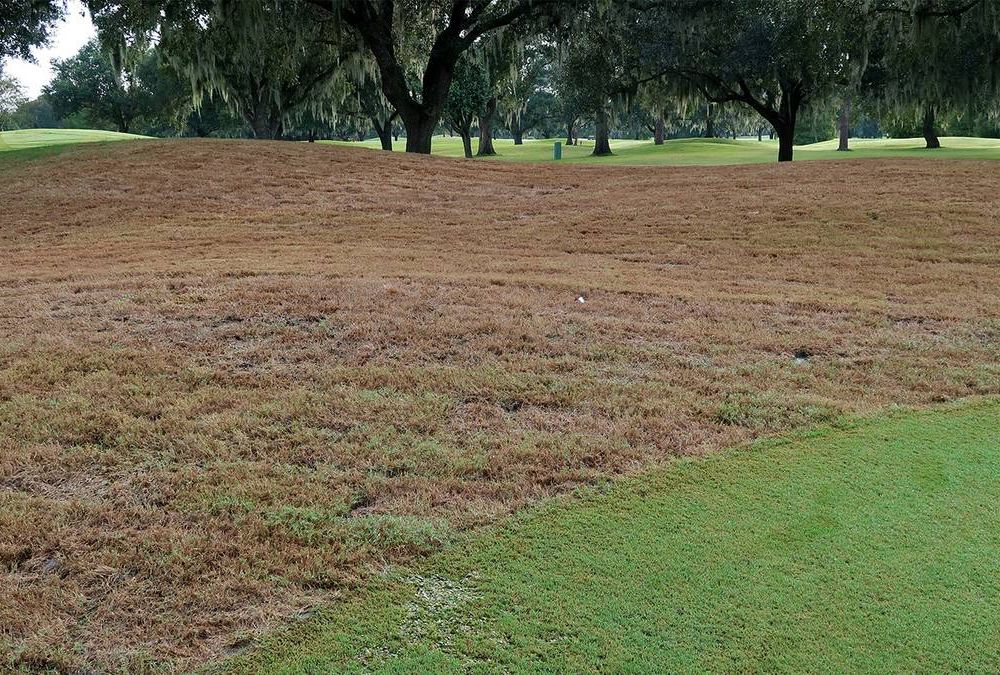 Lawn Devastation