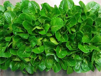 Researchers chose to focus on lettuce because the plant has been grown numerous times aboard the International Space Station and would provide a way for astronauts to eat fresh greens besides only canned and freeze-dried foods.
&nbsp;