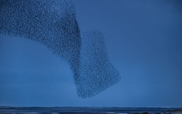 Starlings at dusk, Sandscale Haws Nature Reserve, Cumbrian Coast UK thumbnail
