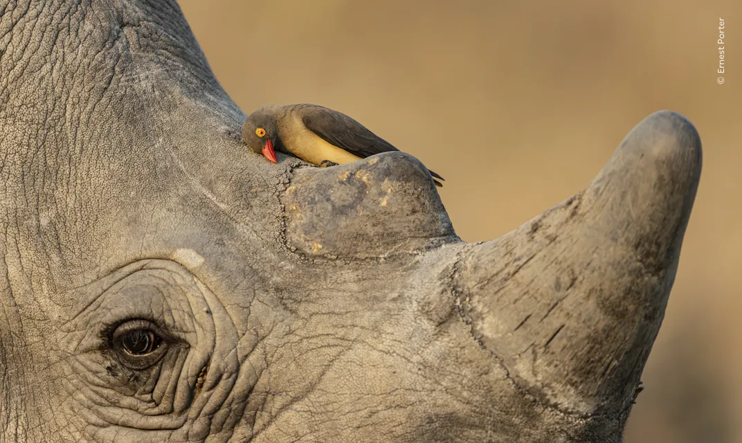 a red-billed oxpecker sits on a rhino's forehead, rubbing its beak against the mammal's skin