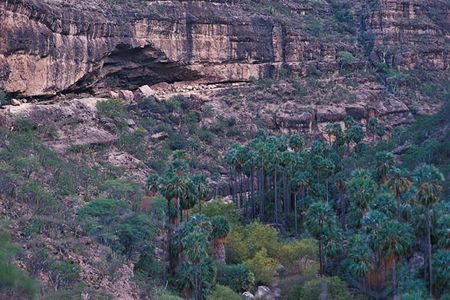 Hidden within Baja's backcountry, many rock-art sites are accessible only on foot or by mule. For most travelers, the starting point is the town of San Ignacio. Visitors willing to brave hardships will find themselves confronting prehistory directly. In the landscape surrounding the Cueva Pintada site, for instance, palms flourishing in the canyons may well be the same species paleolithic painters used in constructing scaffolding to create their monumental art.