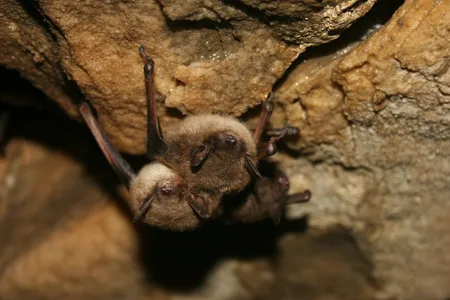 Healthy little brown bats in Mt. Aeolus cave in Vermont in 2012
