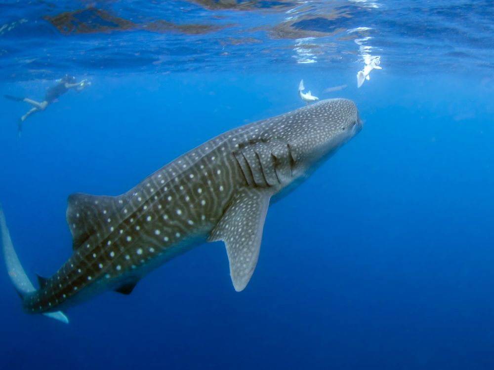 Whale shark swimming