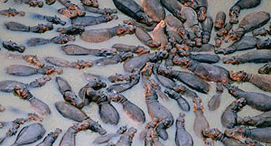 Because Africa's scarcest natural resource is water, environmentalists say the hippo, or "river horse" (in the Democratic Republic of Congo, where poachers have devastated hippo populations), will increasingly come into conflict with people.