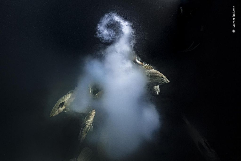 A handful of groupers swarm near a while cloud of gametes against black background