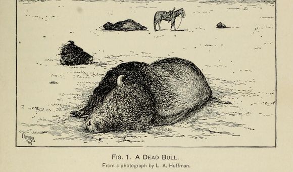 After L. A. Huffman, “A Dead Bull” from William T. Hornaday, “The Extermination of the American Bison, with a Sketch of Its Discovery and Life History,” Annual Report of the Smithsonian Institution for the Year Ending June 30, 1887, part 2 (1889): pl. IX.  
