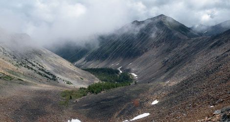 Trees grow at high elevations in the Rockies, fed by melting snow.