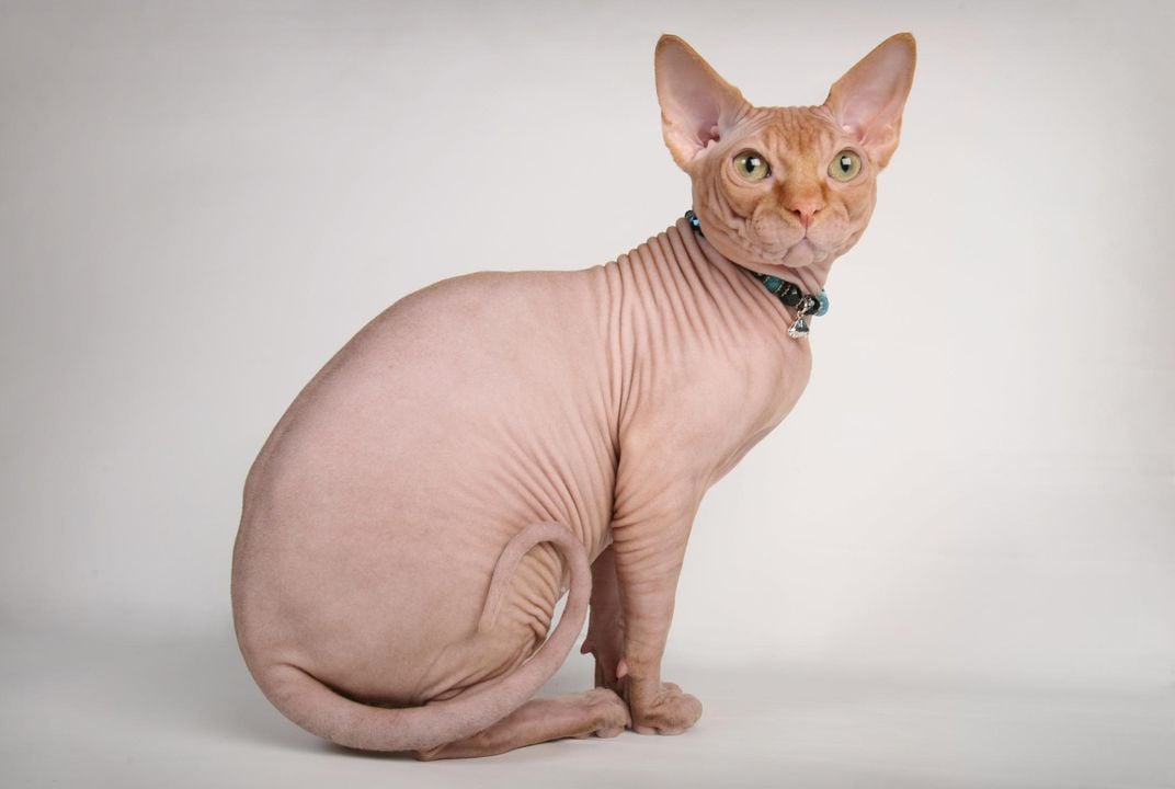 Do Other Animals Besides Humans Go Bald? | Science| Smithsonian Magazine