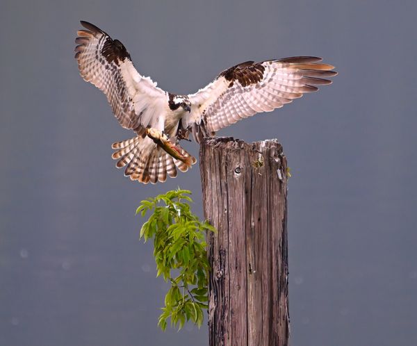 Osprey with Fish thumbnail