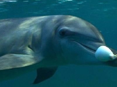 A dolphin with its drug of choice. 