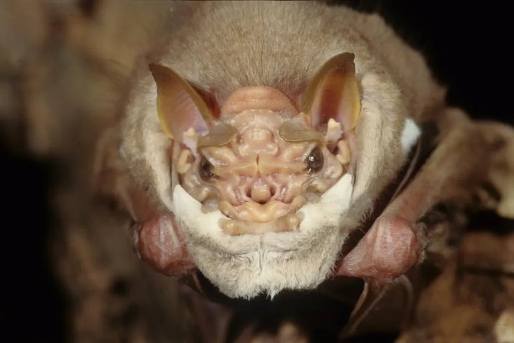 male wrinkle-faced bat