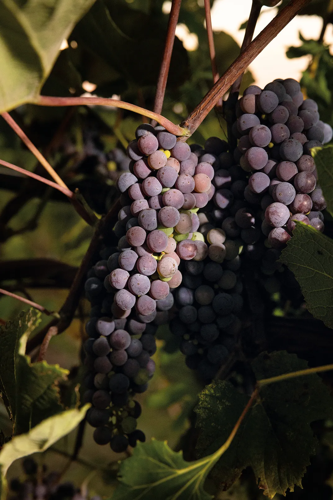 Luxuriant bunches of the experimental grape known only as 09-28-2.