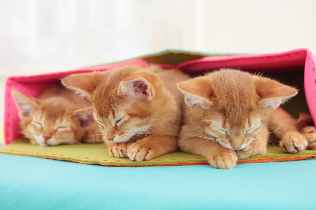 Sleepy Kittens