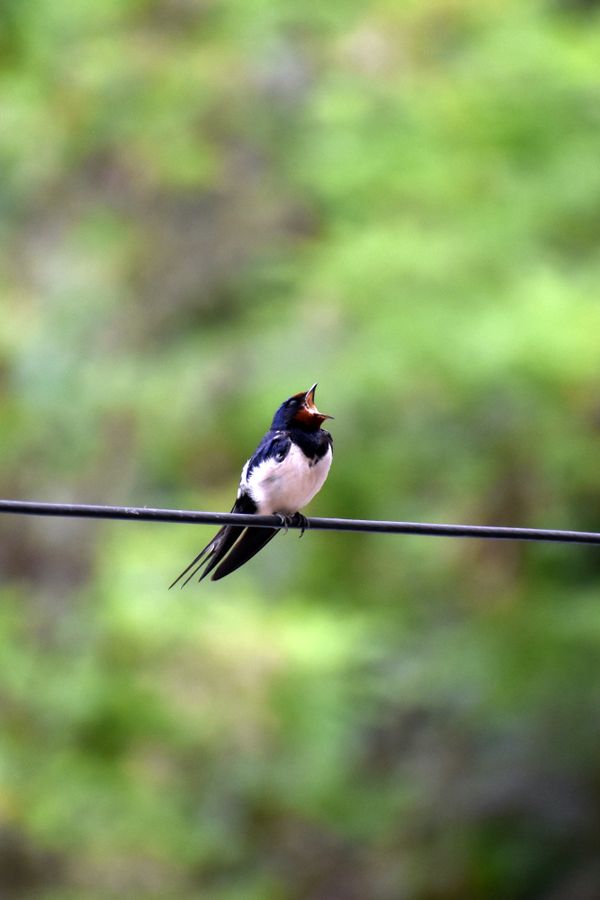 Barn Swallow Bird II, Thessaloniki, Greece thumbnail