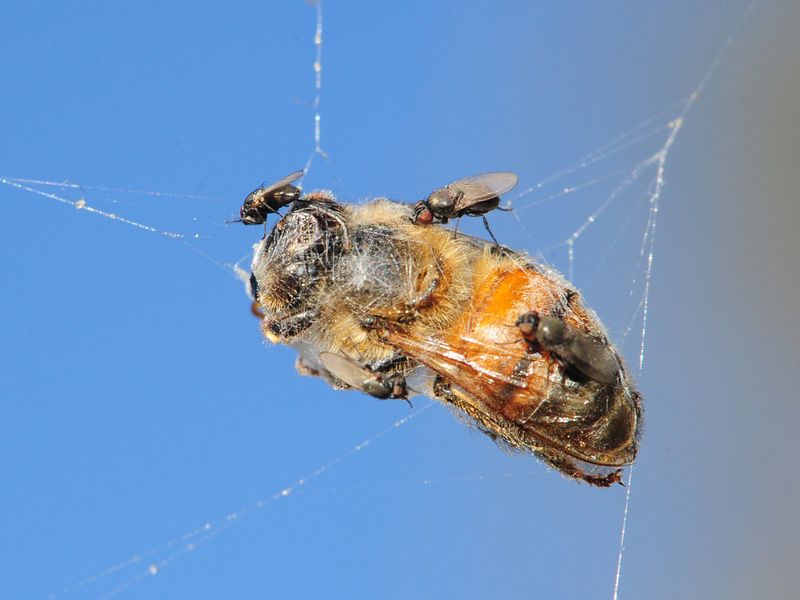 Freeloader flies eating bee trapped in spider web Smithsonian Photo