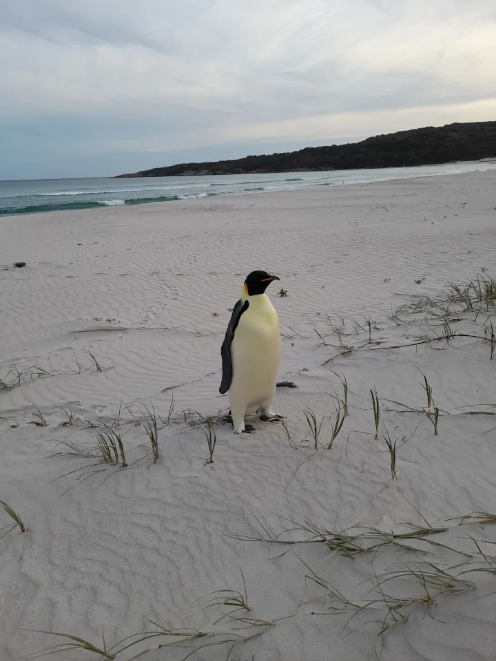 Emperor penguin on beach