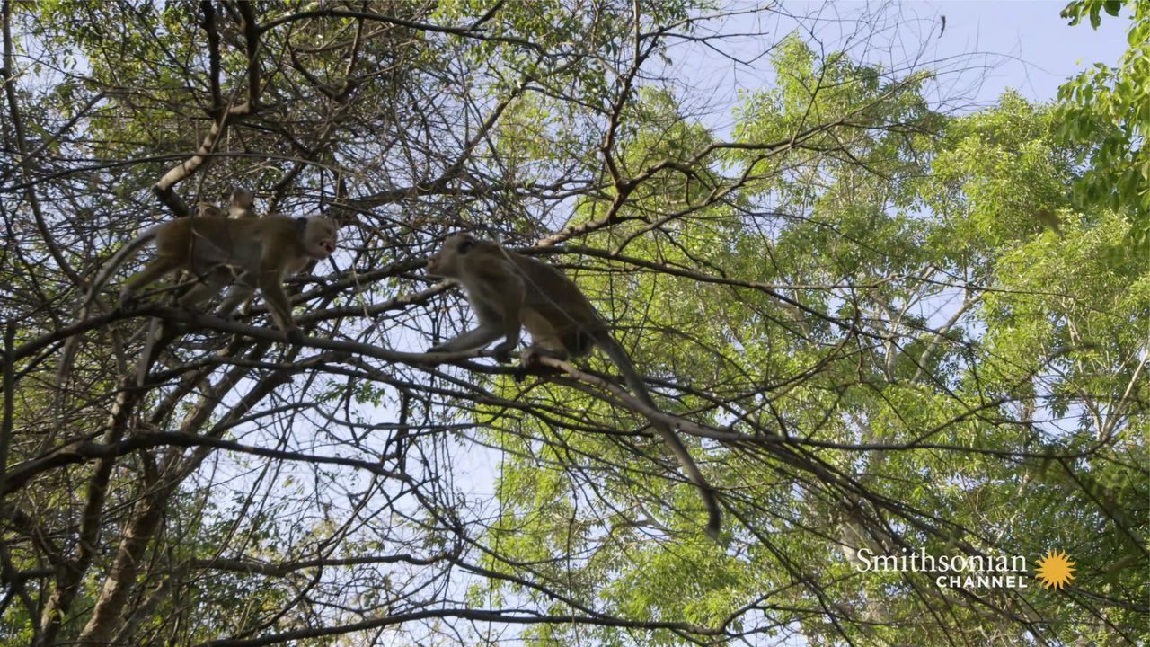 Preview thumbnail for A Rival Male Challenges the Alpha for Macaque Supremacy