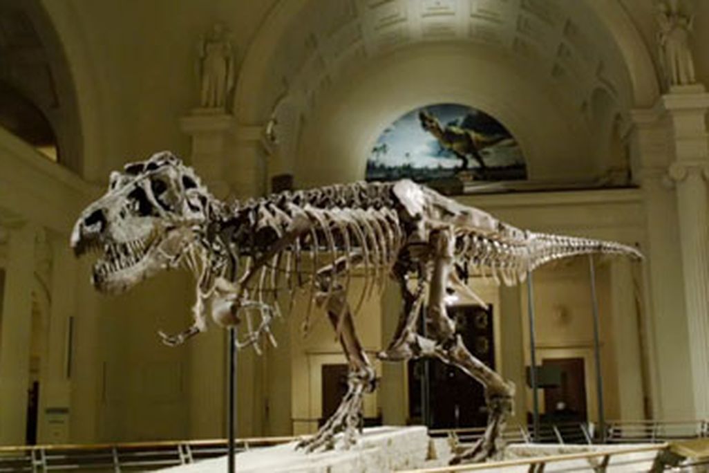 20110608091006sue-field-museum-imax.jpg