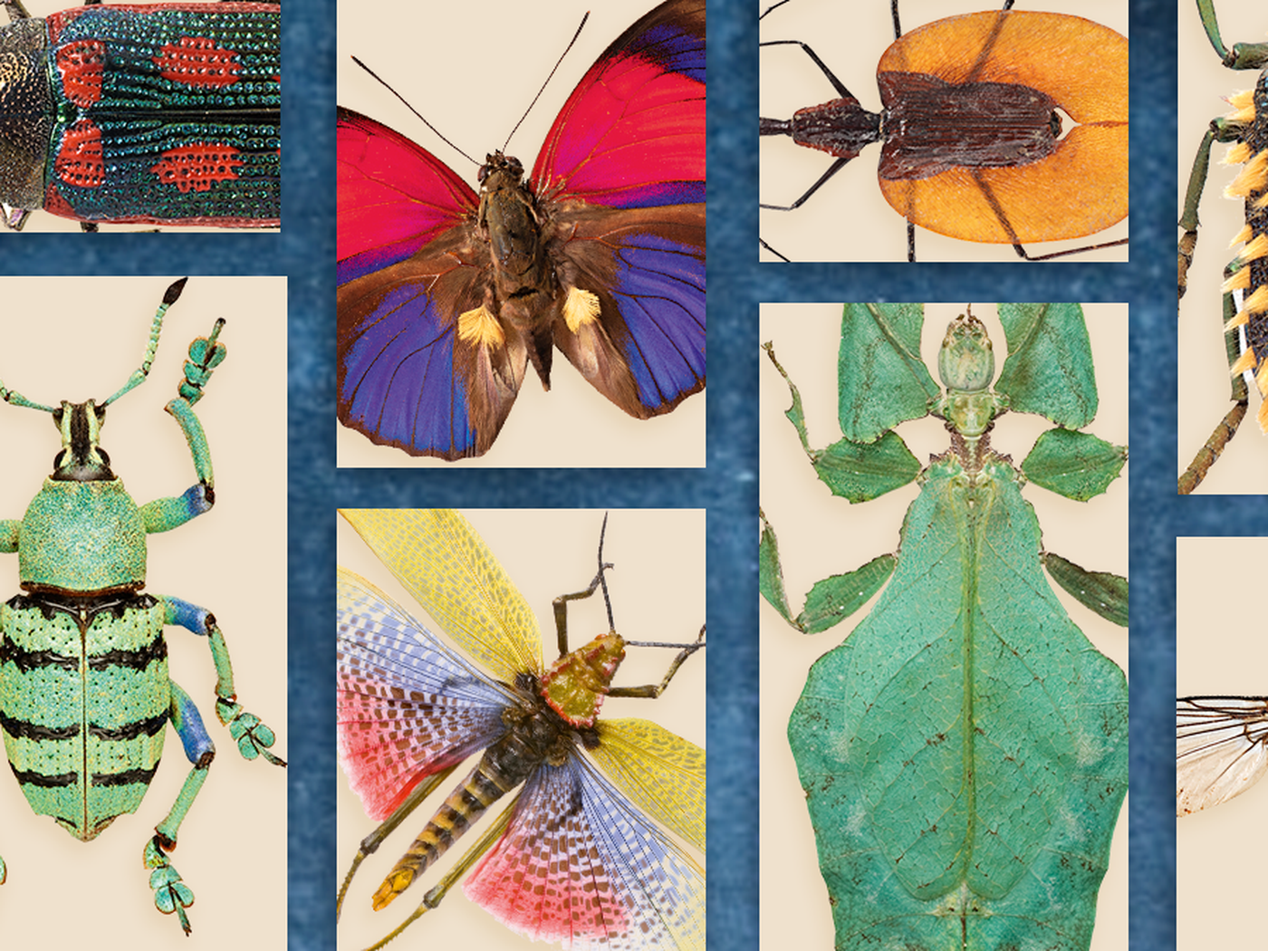 Interesting insects collage (main)